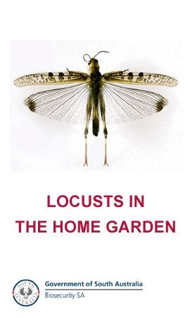Locusts in the home garden